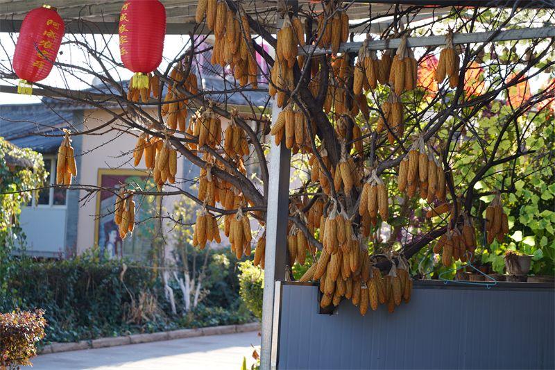 美丽乡村_[美丽中国乡村行]美丽乡村快乐行_云南临沧市推进美丽乡村建设成就大美临沧