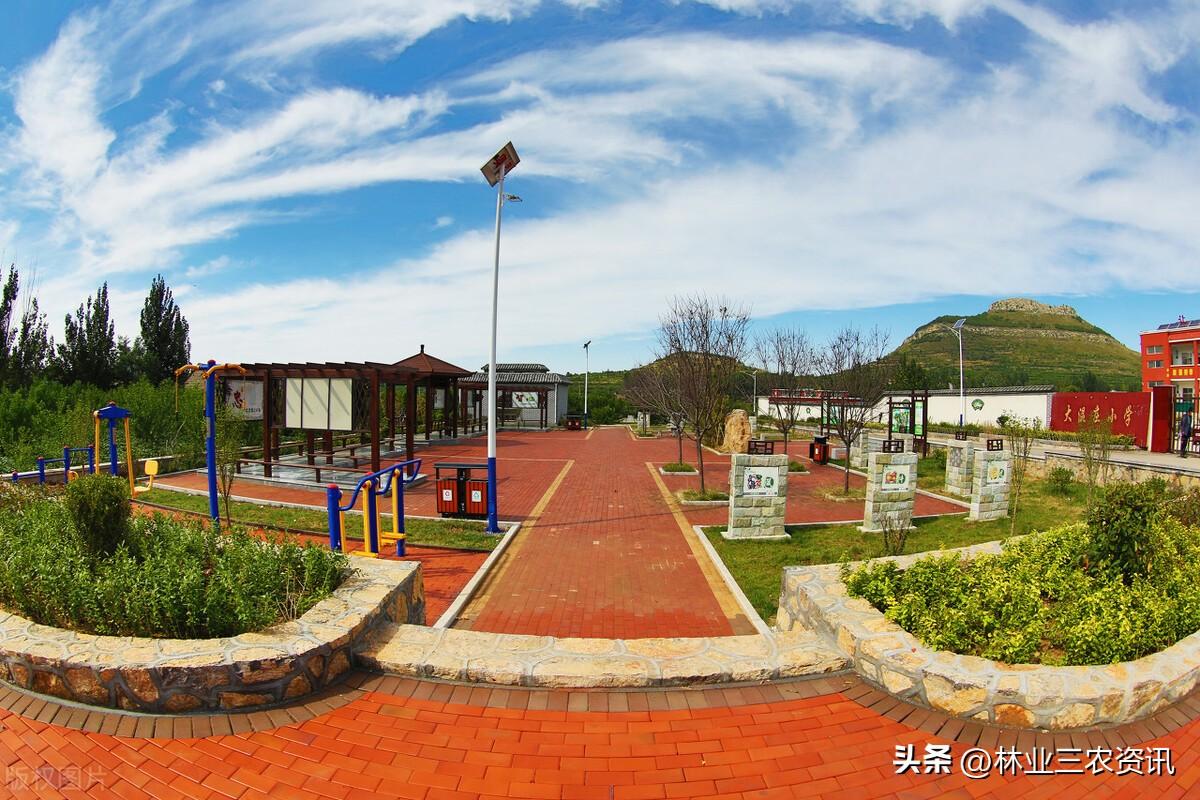 美丽智慧乡村建设中的乡土树种之中充分发挥了关键功效