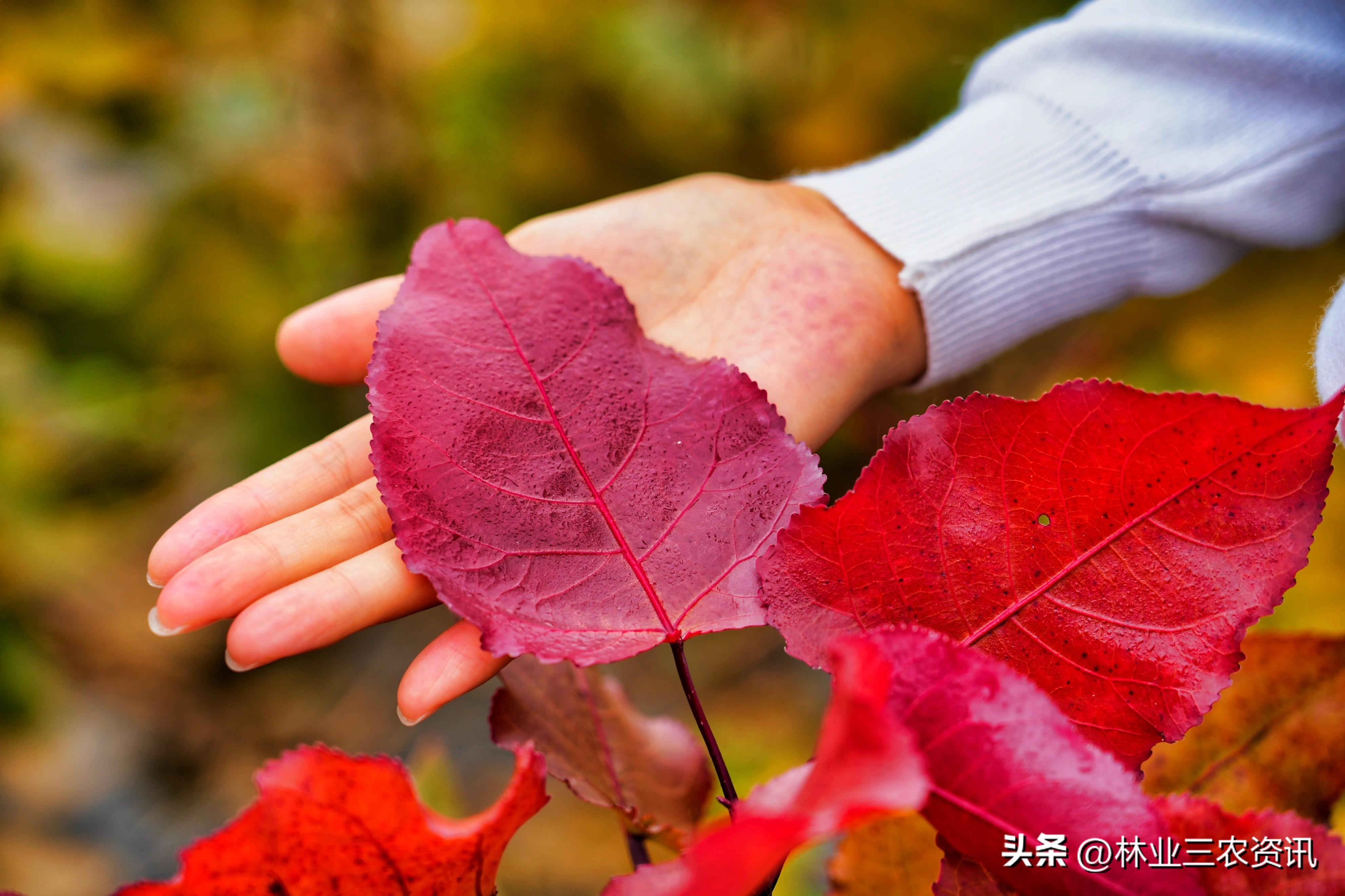 智慧乡村怎么做_智慧乡村什么意思_乡村智慧化