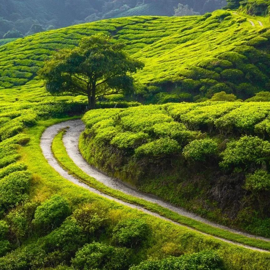 美丽乡村建设景观营造很关键，把握五大要点