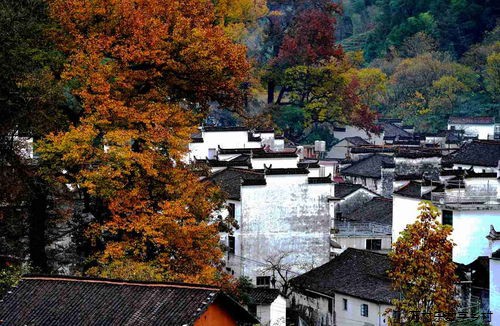乡村治理平台：连接乡村新生活的桥梁