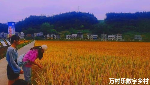 民国时期的保甲与乡村社会治理：以浙江龙泉县为中心的分析