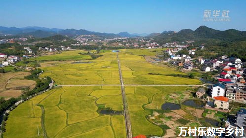 农业振兴新篇章：数字乡村信息化建设之道与人才培育之路