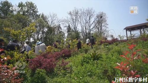 农村改造策略：未来乡村发展的蓝图与实践路径